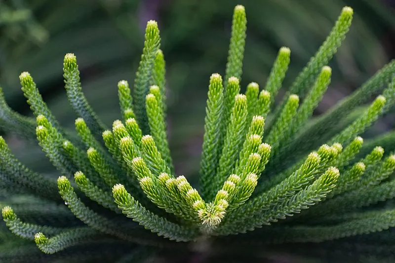 Norfolk Island Pine bonsai