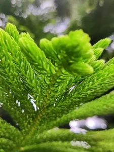 Norfolk Island Pine bonsai