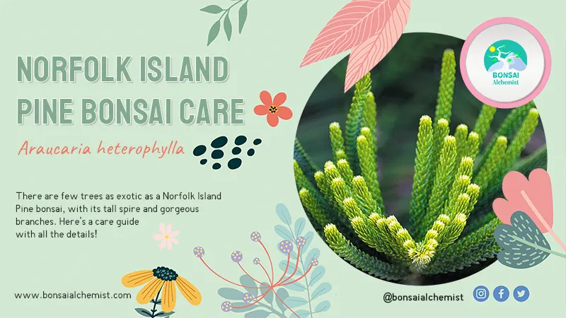 Norfolk Island Pine bonsai