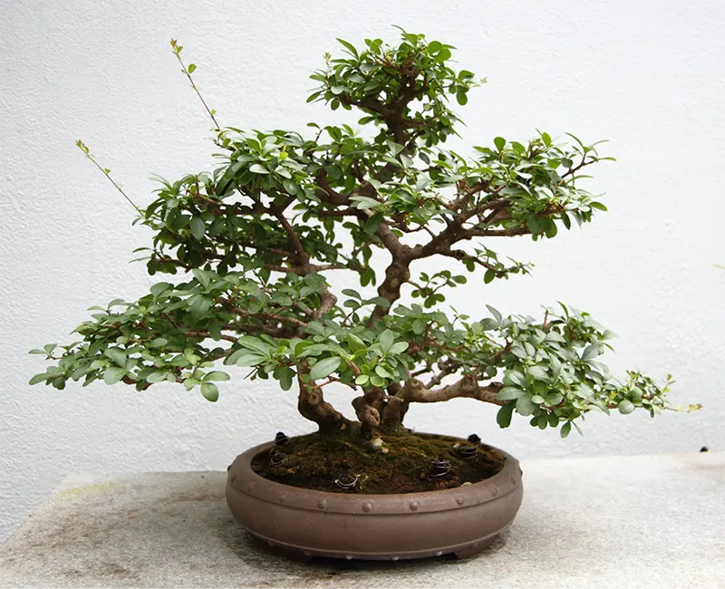 Recurve Ligustrum