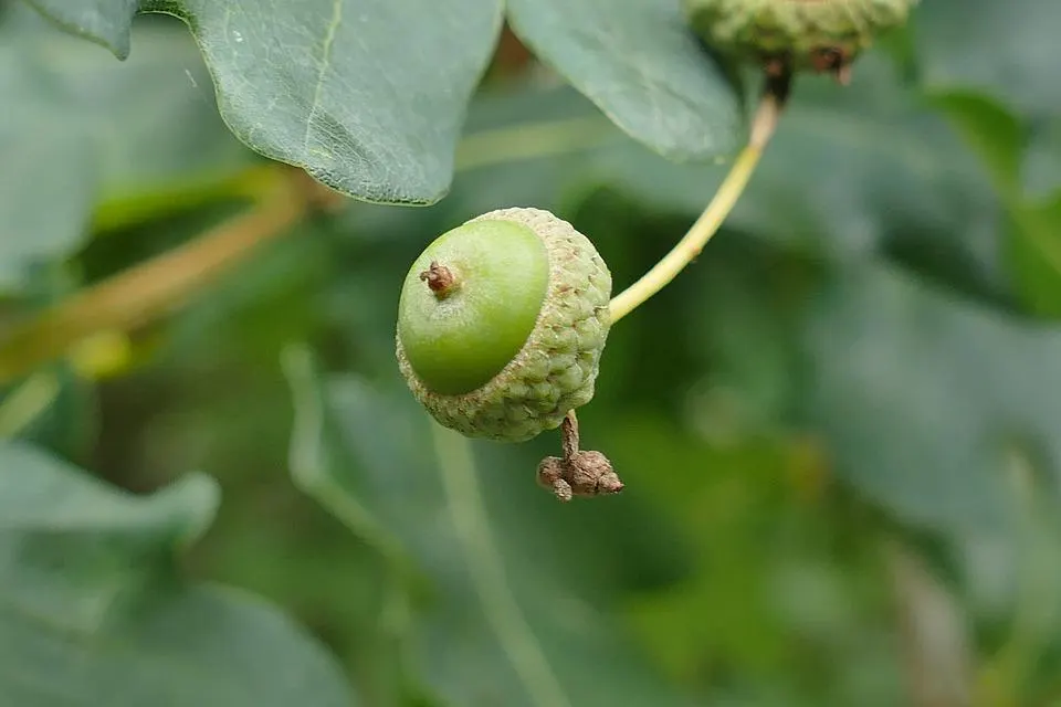 Sessile Oak