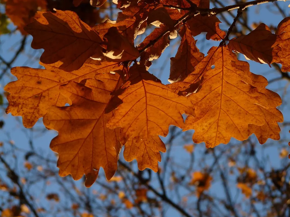 Sessile Oak