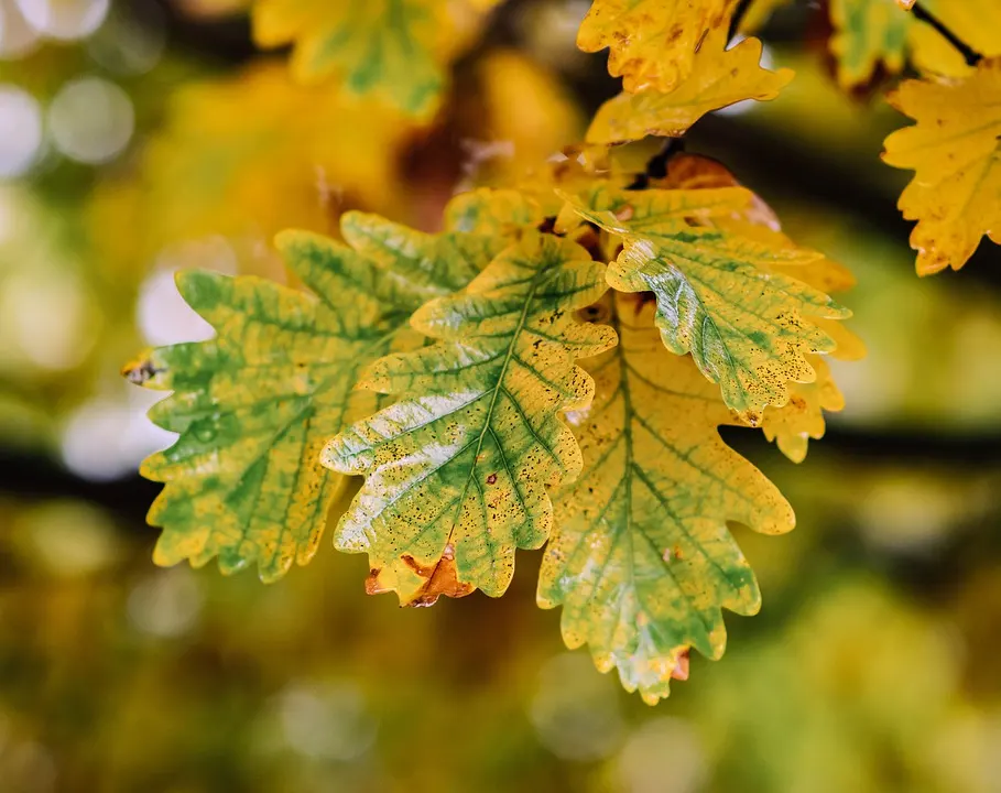 Sessile Oak