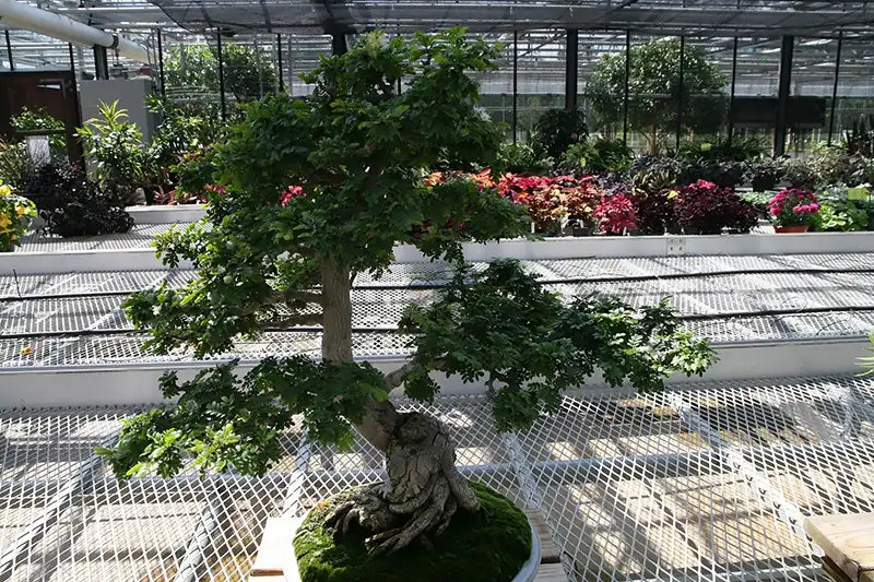 Texas Ebony bonsai