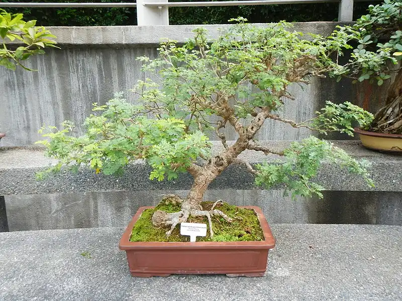 Texas Ebony bonsai