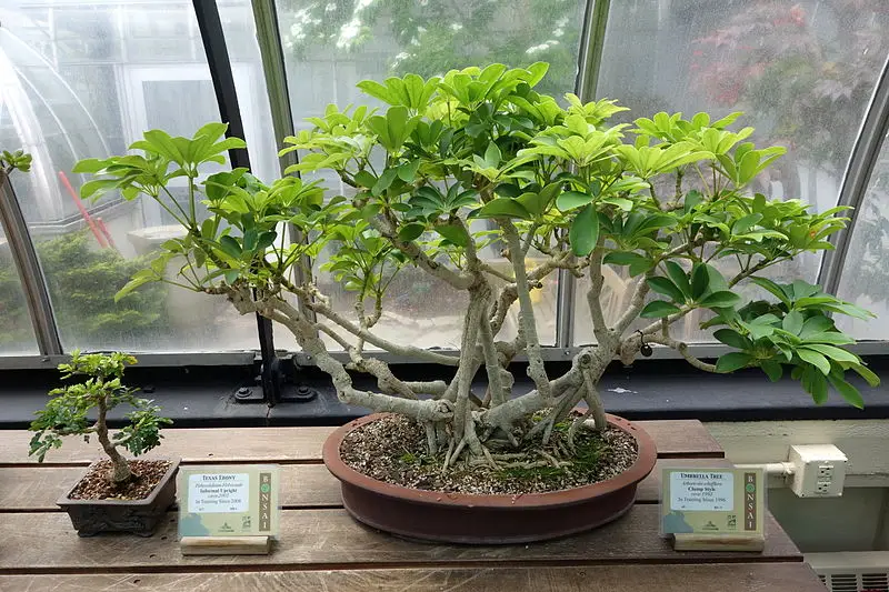 Texas Ebony bonsai