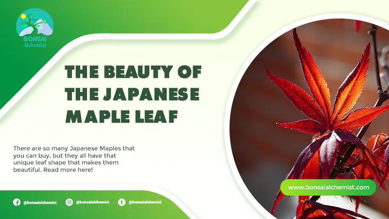 The Beauty of the Japanese Maple Leaf
