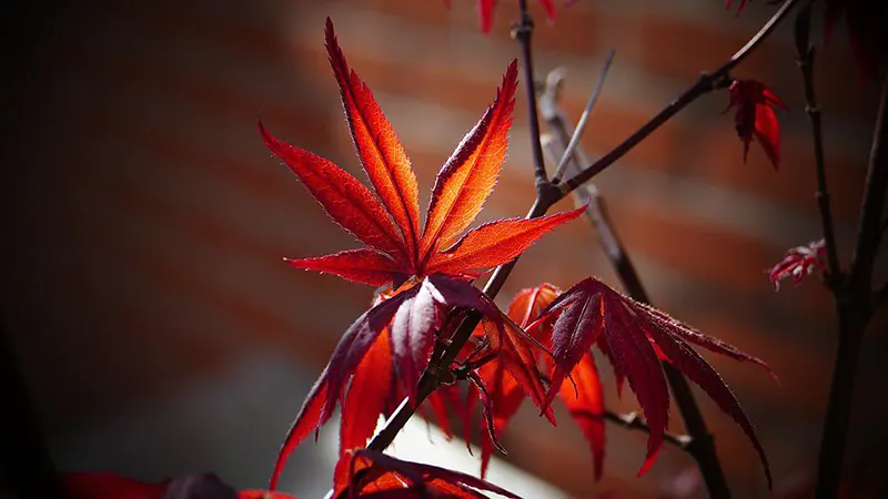The Beauty of the Japanese Maple Leaf