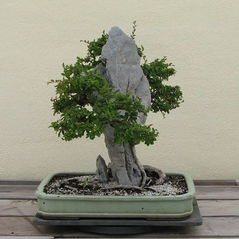 True Green Chinese Elm