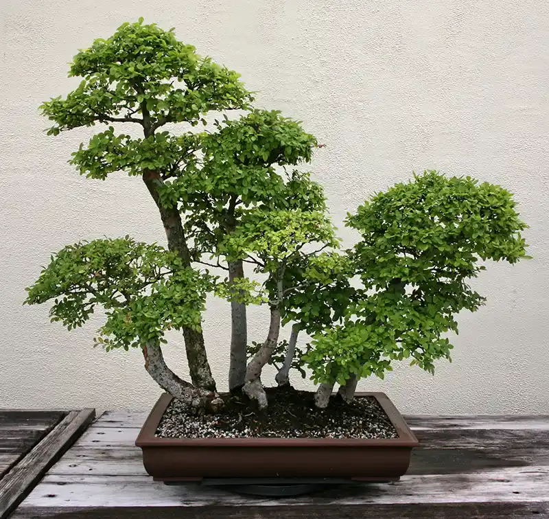 True Green Chinese Elm