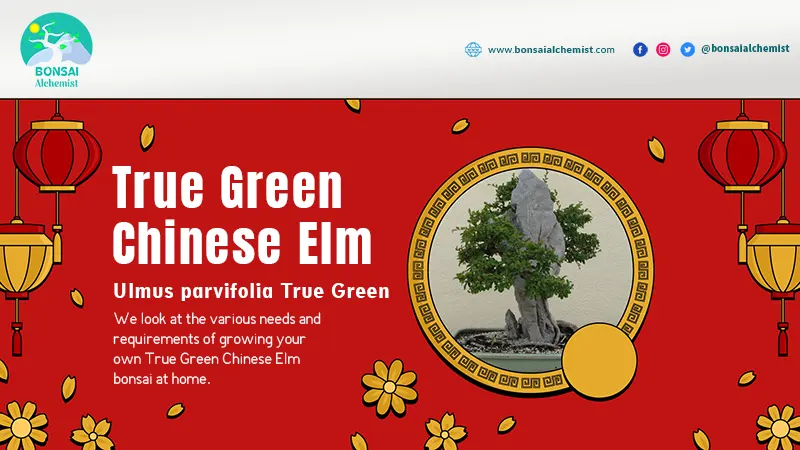 True Green Chinese Elm