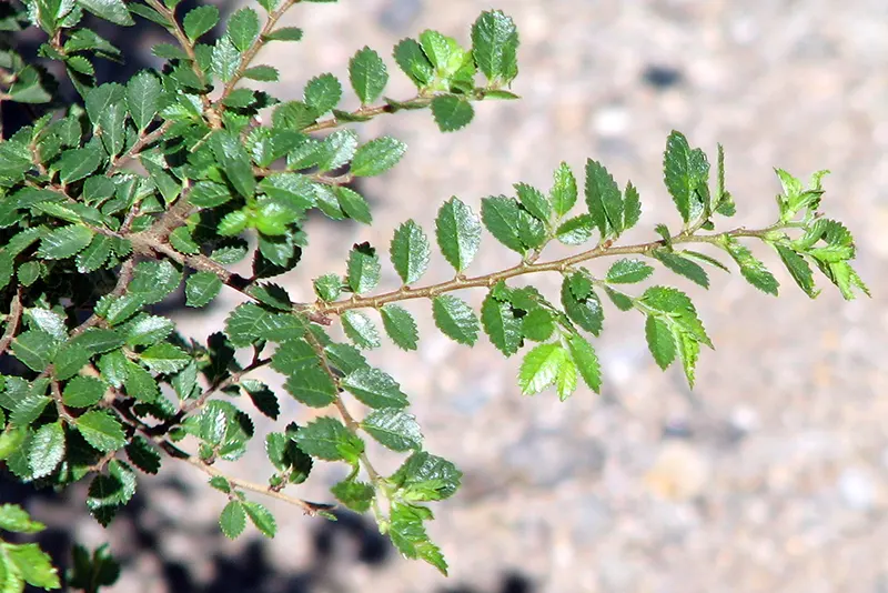 Variegated Chinese Elm