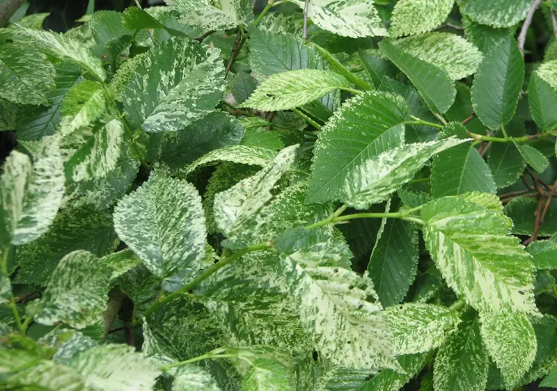 Variegated Chinese Elm