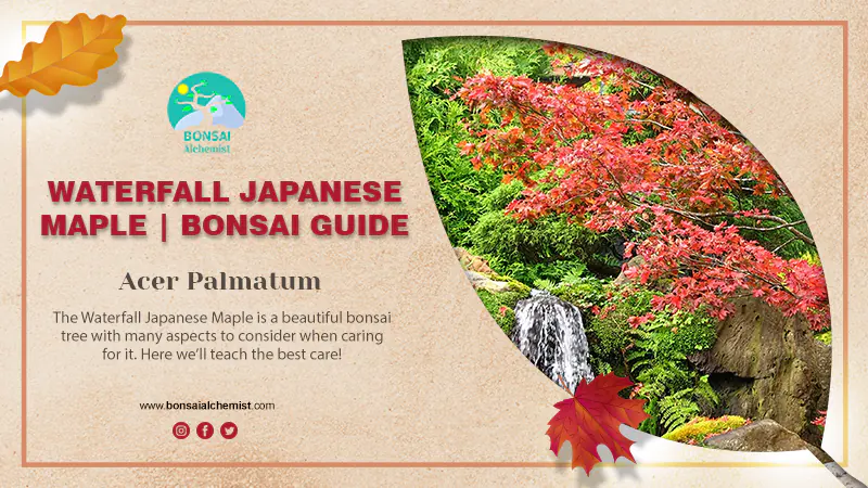 Waterfall Japanese Maple