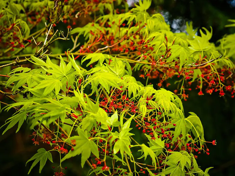 Waterfall Japanese Maple