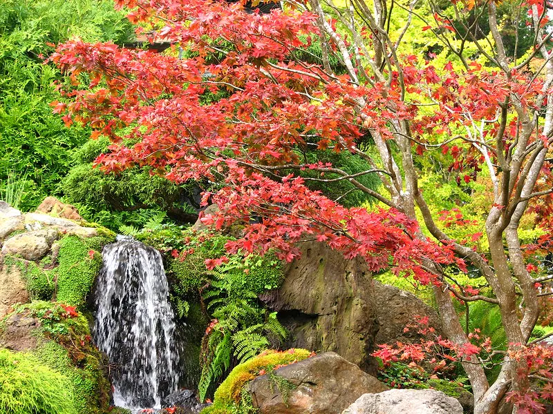 Waterfall Japanese Maple