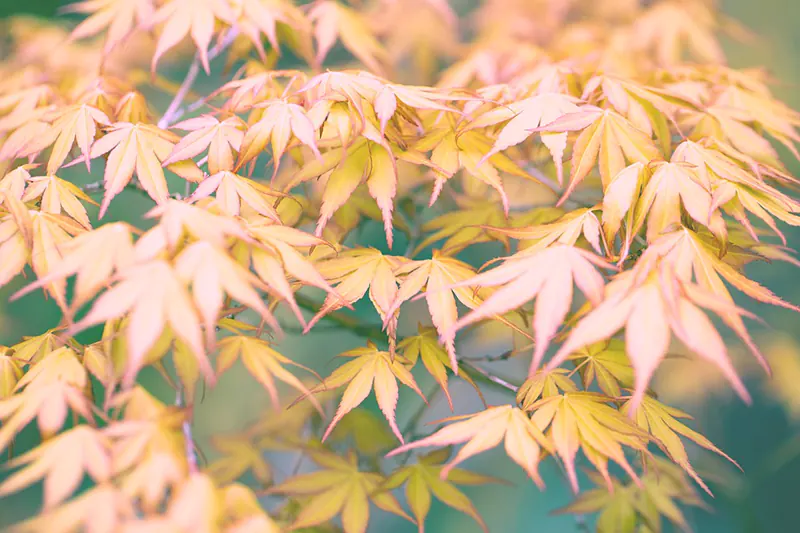 Waterfall Japanese Maple