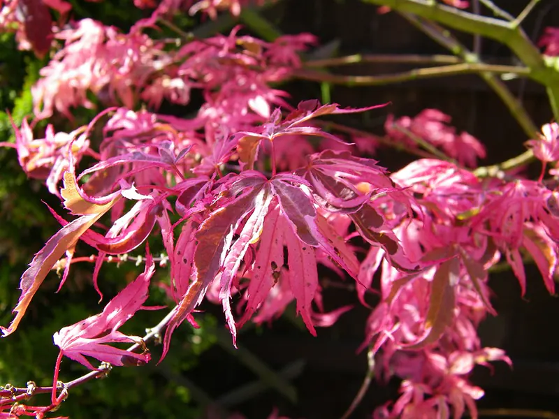 Waterfall Japanese Maple