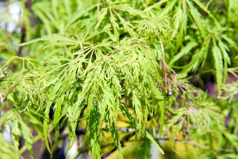 Weeping Viridis Japanese Maple