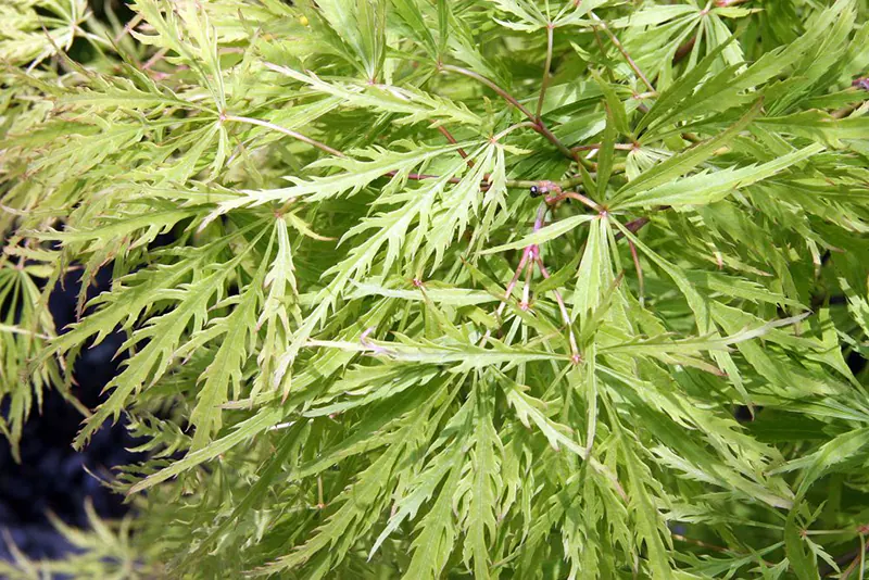 Weeping Viridis Japanese Maple