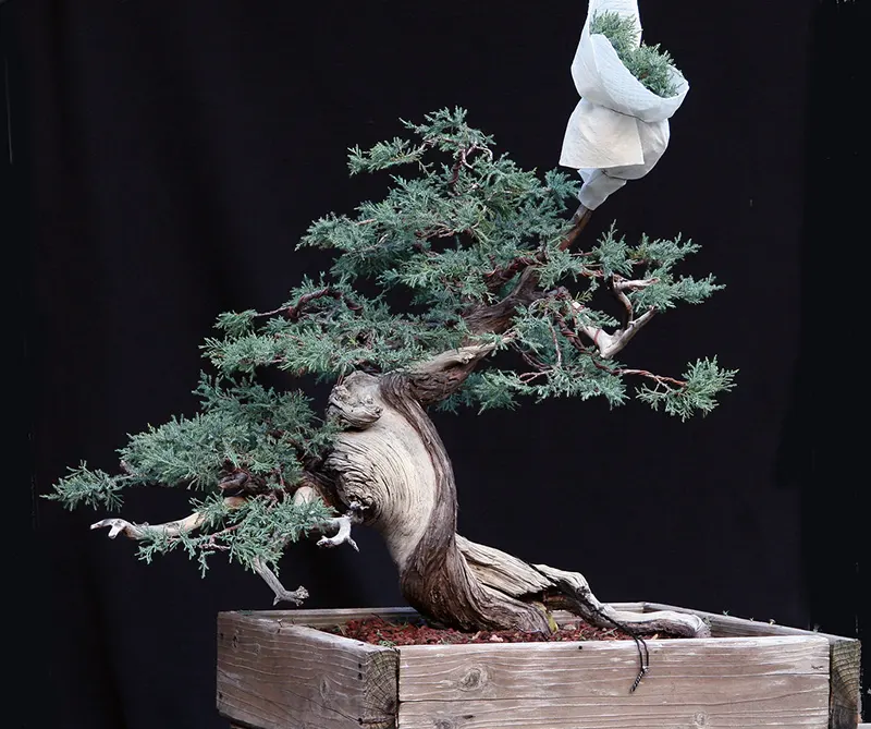 air layering bonsai