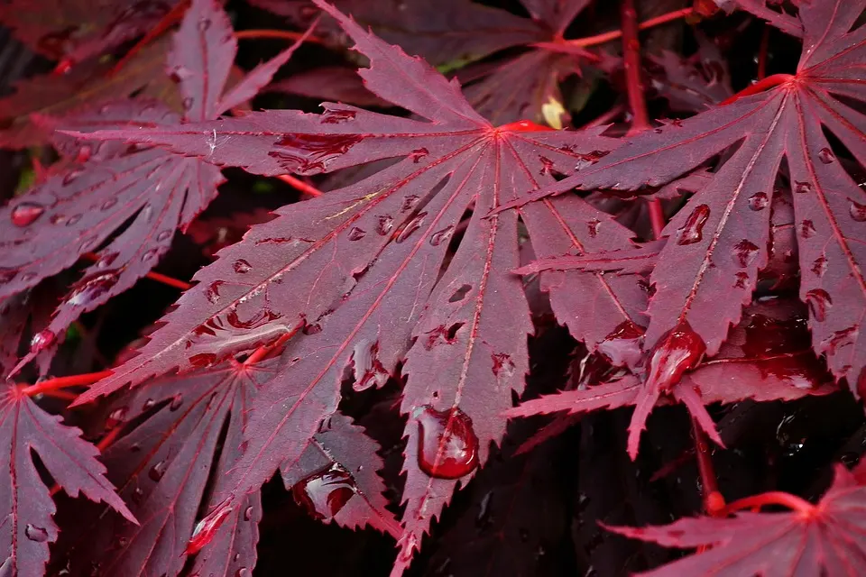 blue maple bonsai