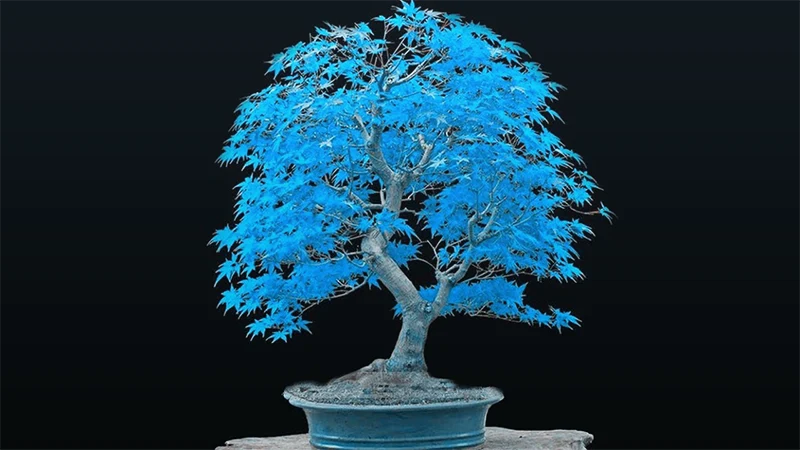 blue maple bonsai