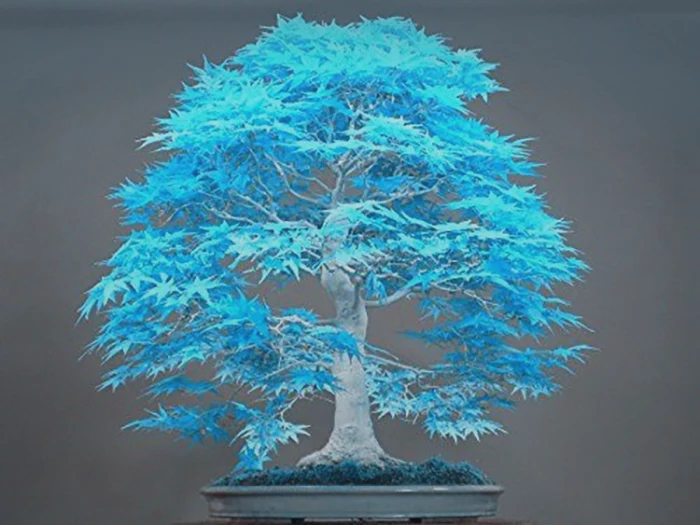 blue maple bonsai