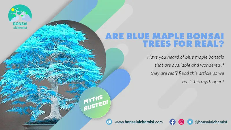 blue maple bonsai