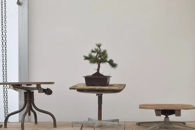 bonsai turntable