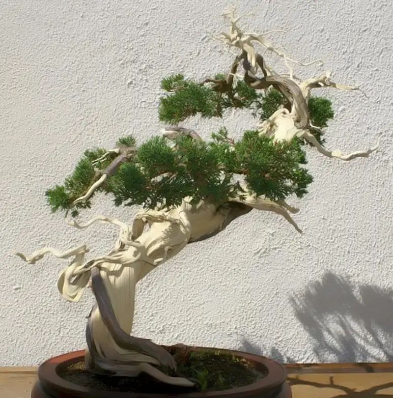 deadwood bonsai