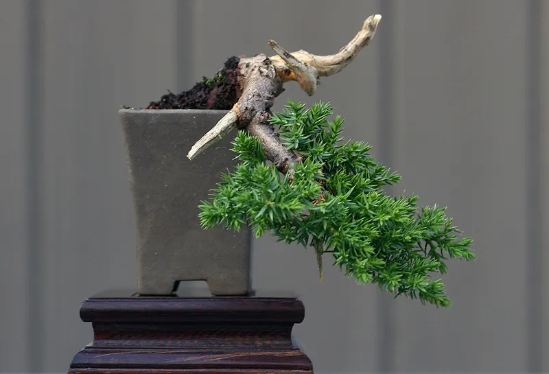 deadwood bonsai