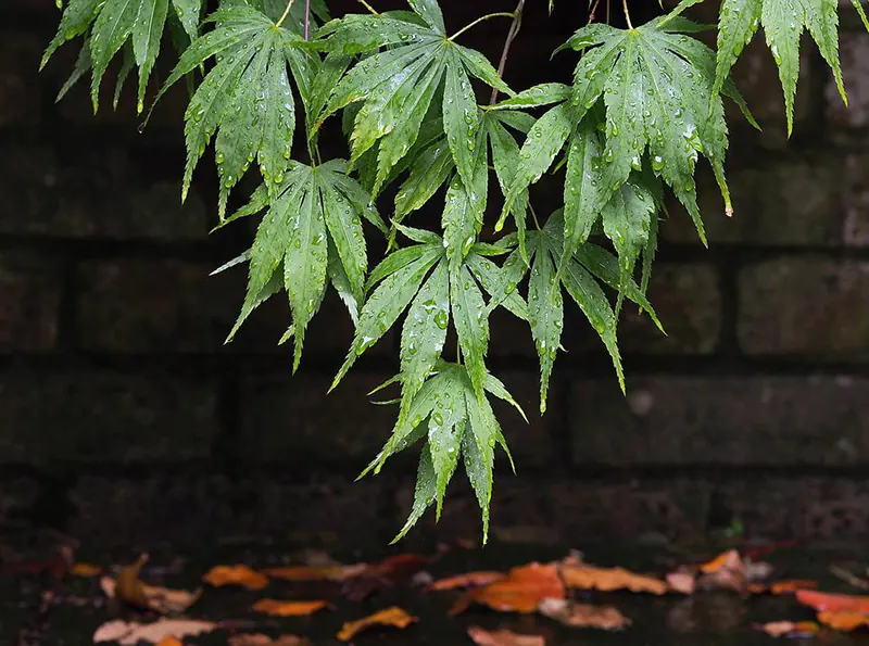 Japanese Maple Medicinal Uses