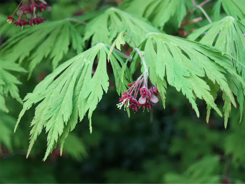 Are Japanese Maple Flowers Edible