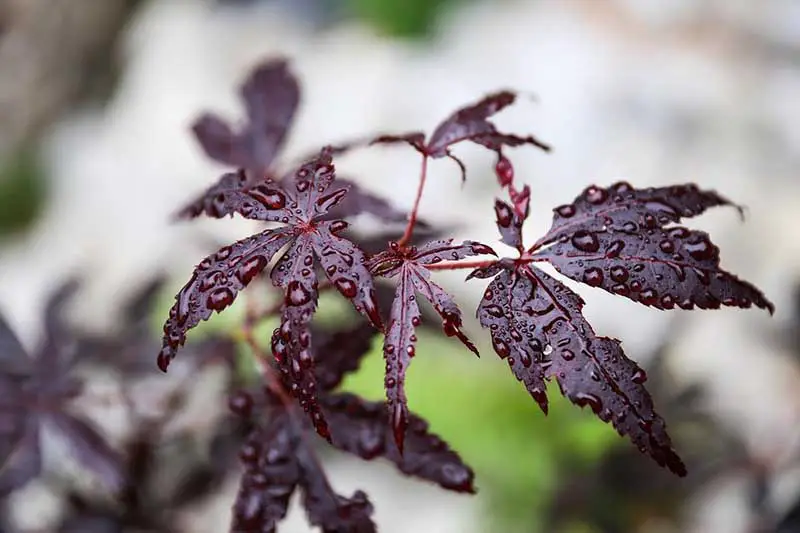 Japanese Maple Meaning