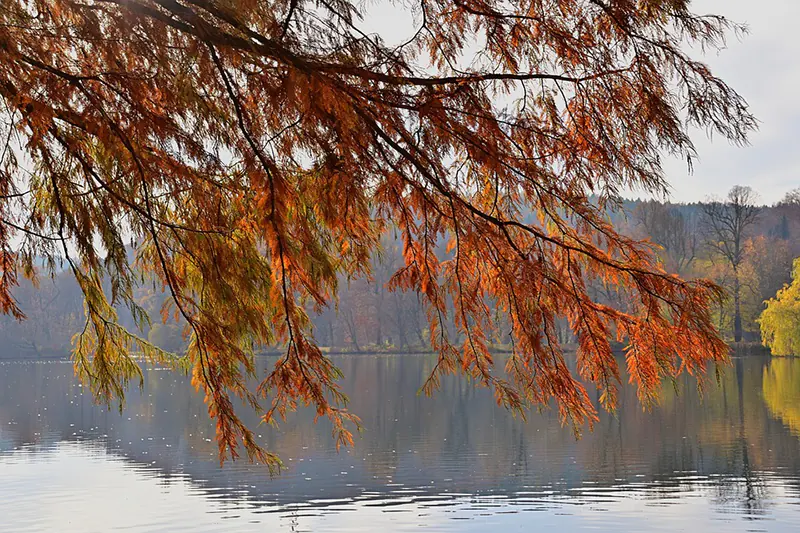 Bald Cypress bonsai