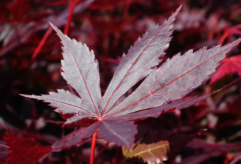 Japanese Maple Medicinal Uses