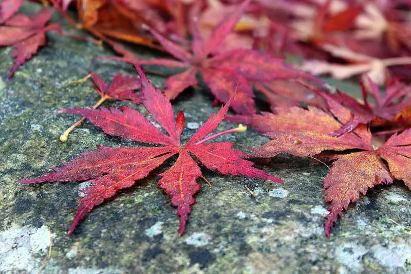 Japanese Maple Meaning