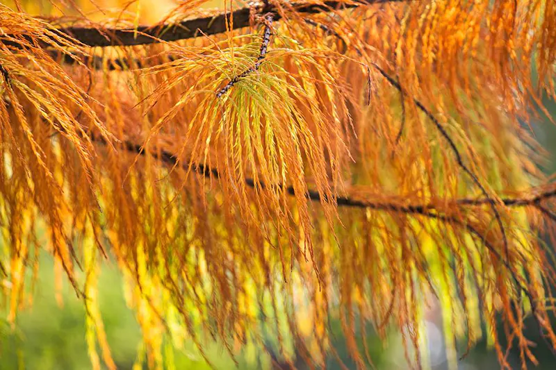 Bald Cypress bonsai