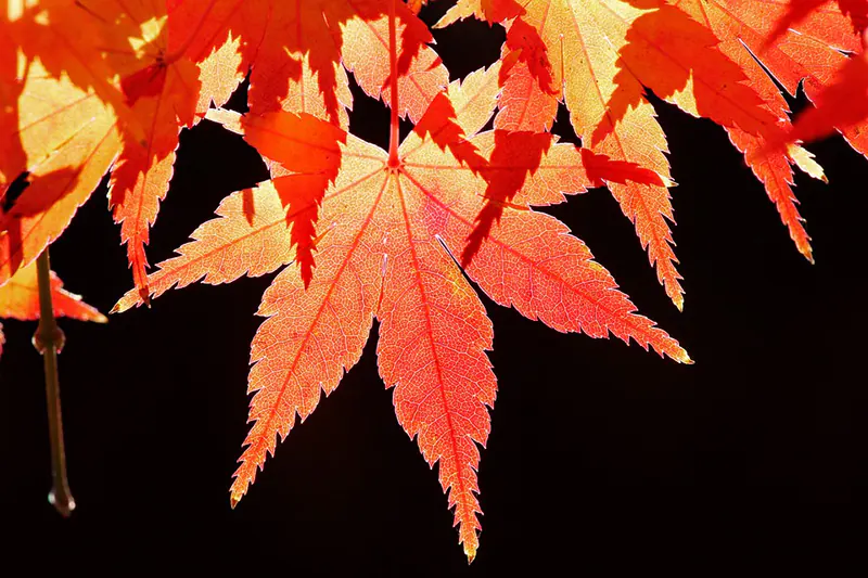 Japanese Maple Medicinal Uses