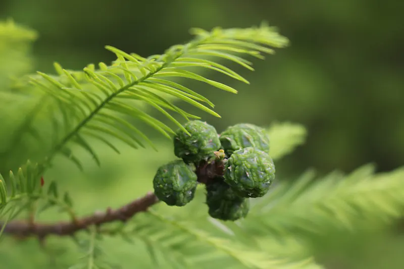 Bald Cypress bonsai