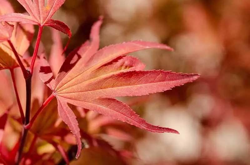 Japanese Maple Meaning