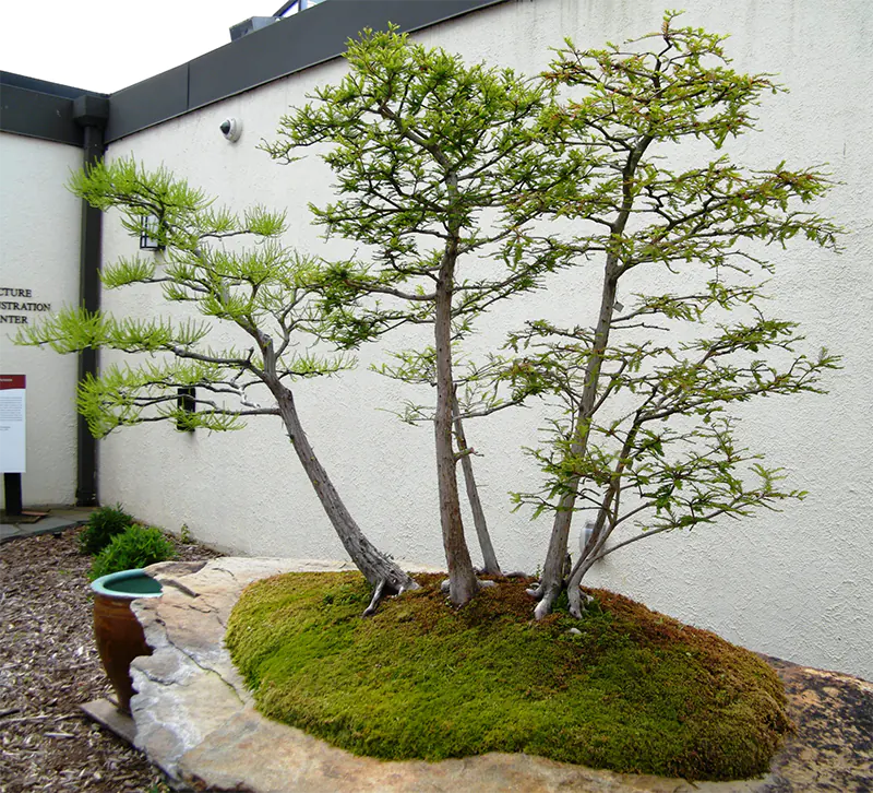 Bald Cypress bonsai