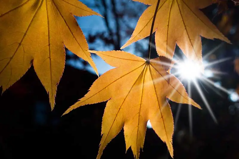 Japanese Maple Meaning