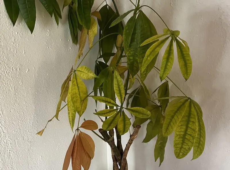 money tree leaves turning yellow