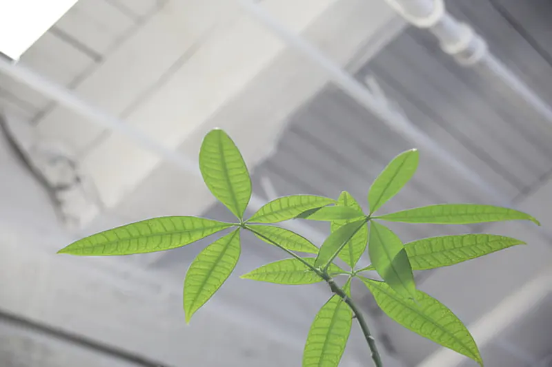 money tree leaves turning yellow