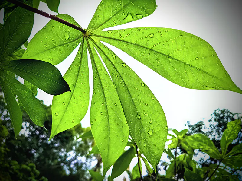 money tree leaves turning yellow