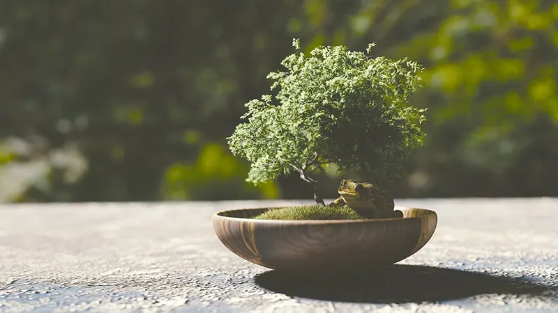 outdoor bonsai tree