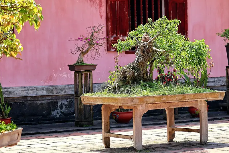 outdoor bonsai tree