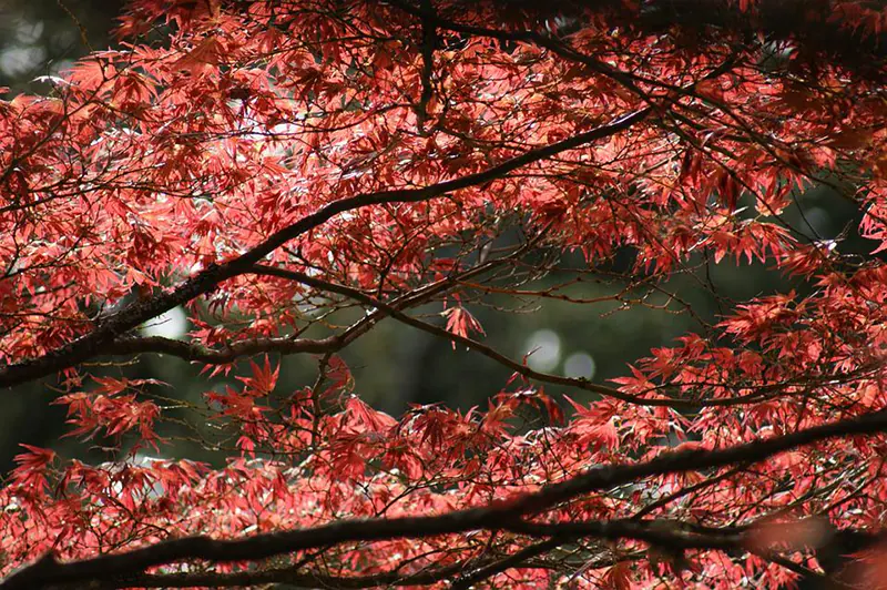 10 Facts For Every Japanese Maple Lover